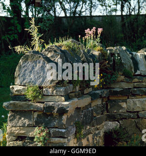 Wall - of traditional `Dry Stone' style. - (Graham Burgess - Chelsea 1982)   WAL023085     Photos Ho Stock Photo